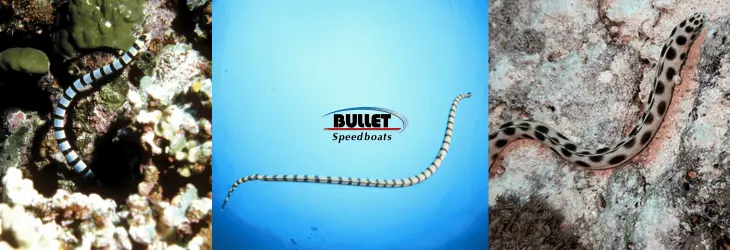 Red Sea Snake or Spotted Snake Eel? Meet the Red Sea’s Mysterious Serpents